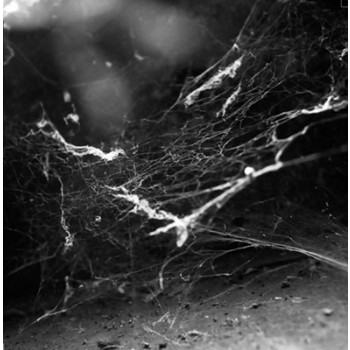 Raptus – Antiphilanthropy / Fragments